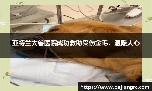 亚特兰大兽医院成功救助受伤金毛，温暖人心